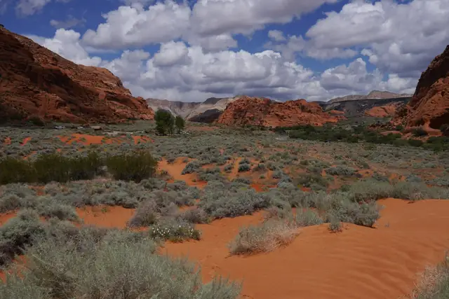 A sandy red path between desert shrubs leading toward red cliffs in Snow Canyon State Park.