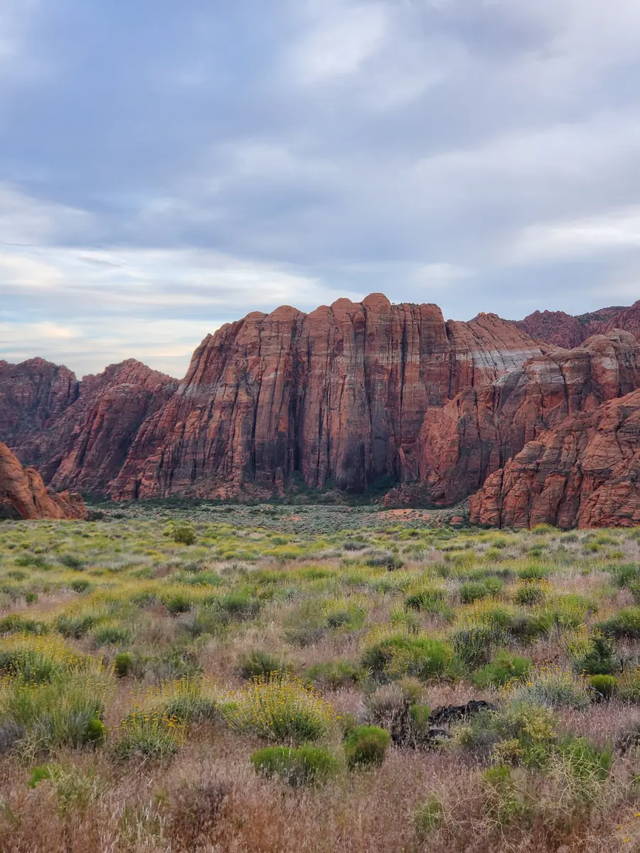 Yellow and purple spring wildflowers in green grass below a red-and-white striped cliff in Snow Canyon State Park.